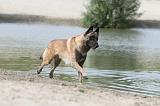 MALINOIS 486